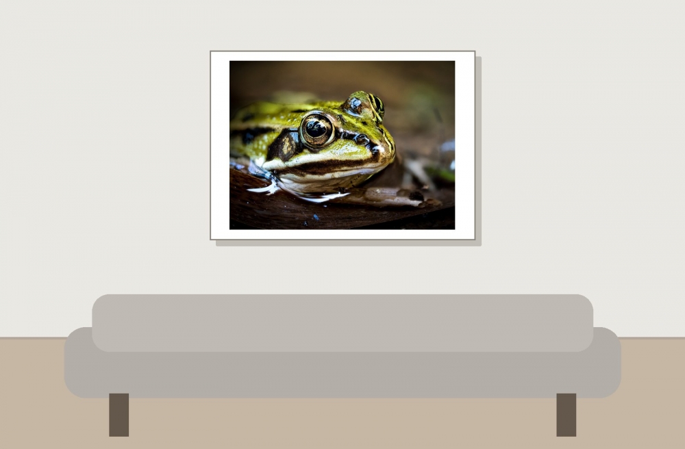Water Frog in Mézières-en-Brenne — 70 × 50 cm