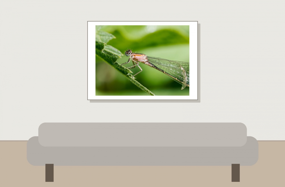 Ischnura Elegans — 20250516 — 70 × 50 cm