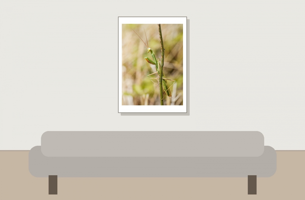 European Praying Mantis in Venoy — 50 × 70 cm
