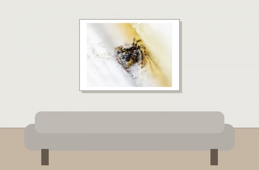 Marpissa Muscosa — 20250516 — 70 × 50 cm