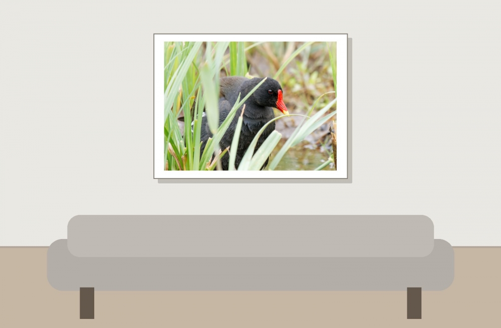 Gallinula Chloropus — 20250518 — 40 × 30 cm