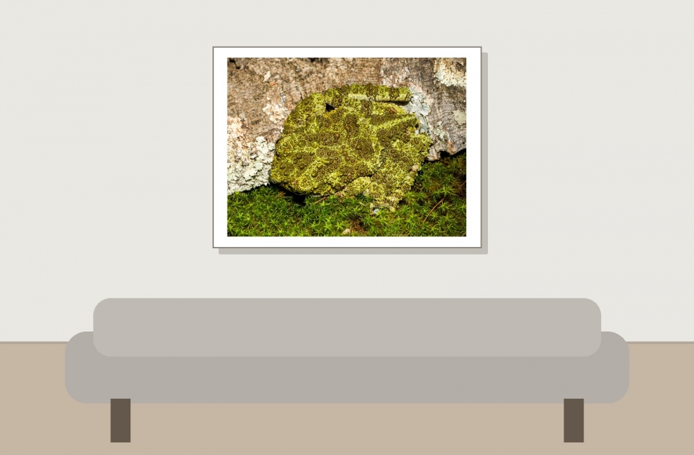 Theloderma Corticale — 20251115-2025-11-15 — 40 × 30 cm