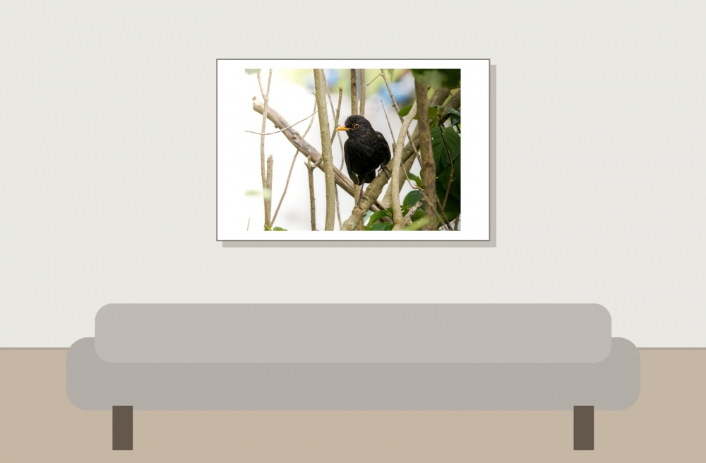 Turdus Merula — Lisbonne 