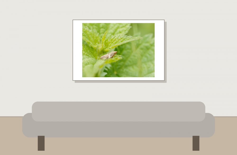 Aphrophora Alni — 20250601 — 60 × 40 cm