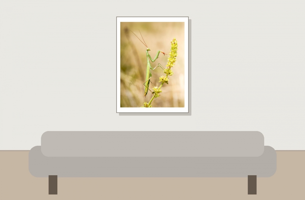 European Praying Mantis in Venoy — 30 × 40 cm