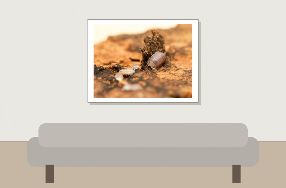 Cubaris White Side — 40 × 30 cm