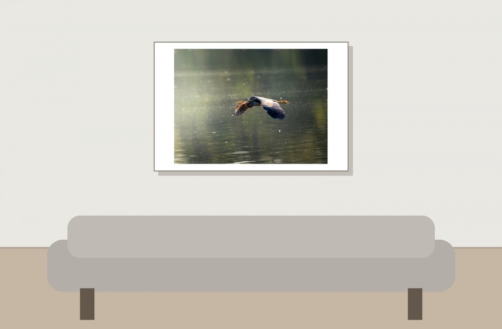 Ardea Purpurea — Mézières-en-Brenne — 60 × 40 cm