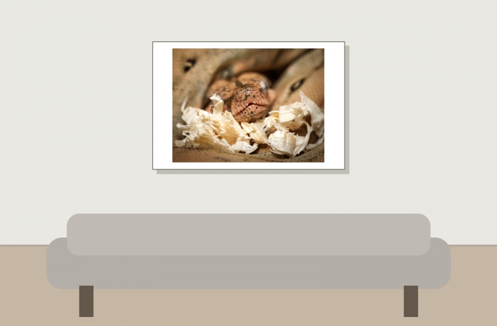 Boa Imperator — 20251115-2025-11-15 — 60 × 40 cm