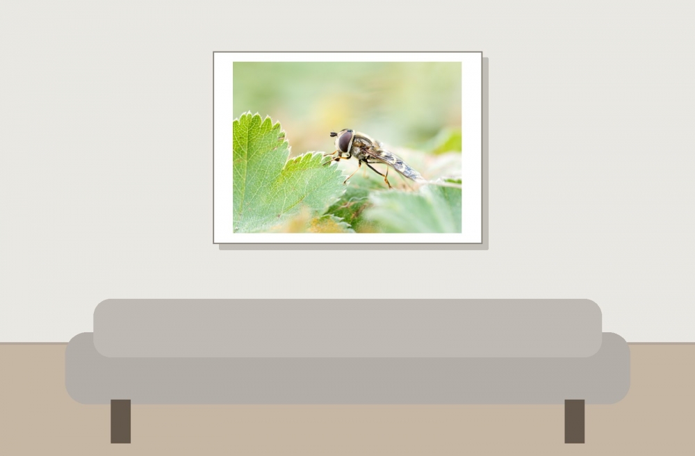 Scaeva Selenitica — 20250812 — 70 × 50 cm