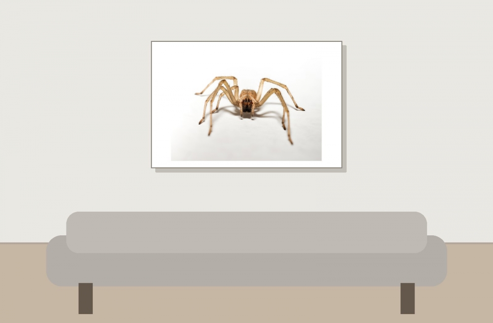Cheiracanthium Mildei — Gentilly — 60 × 40 cm
