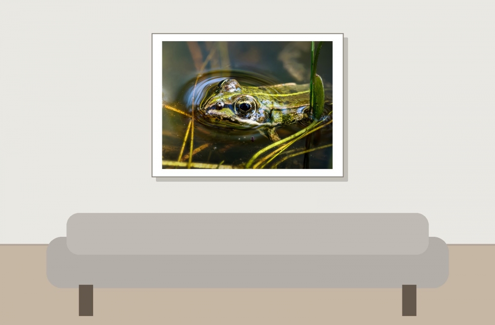 Water Frog in Mézières-en-Brenne — 40 × 30 cm