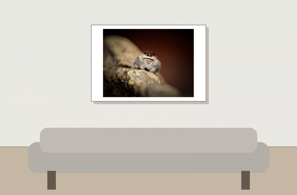 Sofia — Phidippus Regius Le gosier — 60 × 40 cm