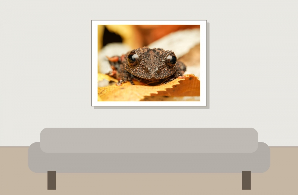 Theloderma Leporosum — 20251115-2025-11-15 — 40 × 30 cm