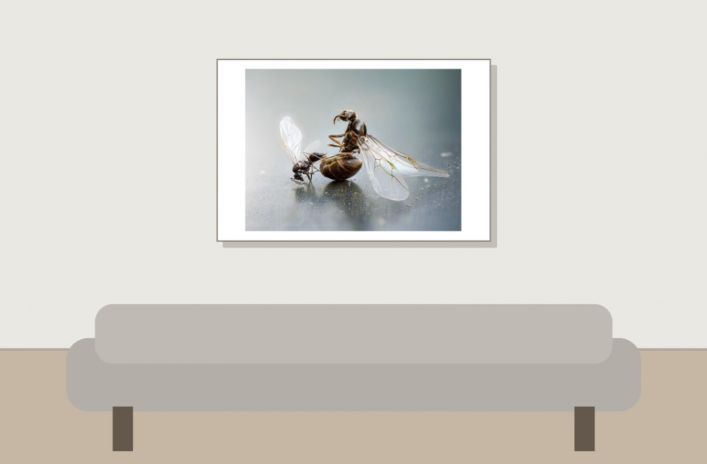 Lasius Niger — Sceaux — 60 × 40 cm