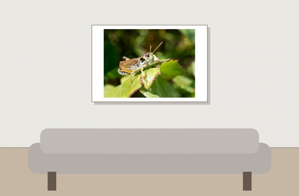Gomphocerus Sibiricus — 20250811 — 60 × 40 cm