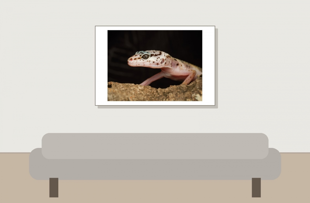 Eublepharis Macularius — 20251114-2025-11-15 — 60 × 40 cm