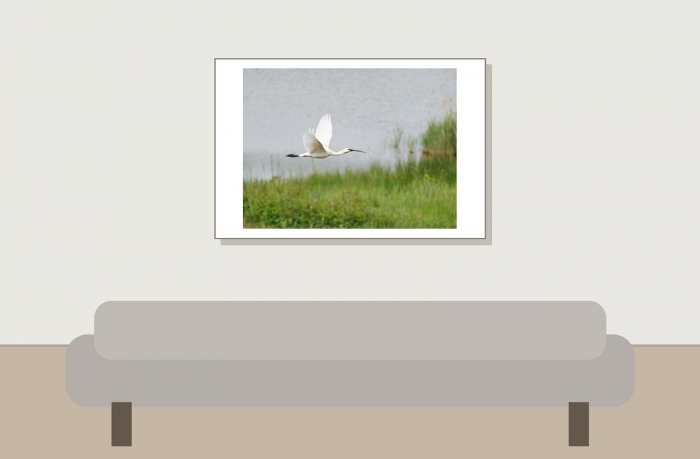 Platalea Leucorodia — 20250518 — 60 × 40 cm