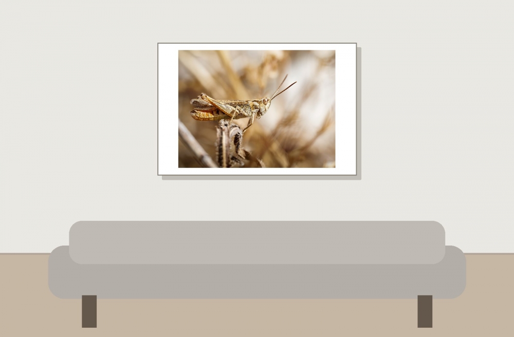 Chorthippus Biguttulus — Cheny — 60 × 40 cm
