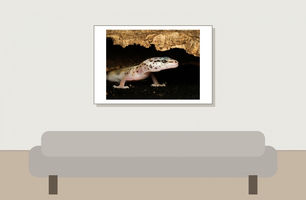 Eublepharis Macularius — 20251114-2025-11-15 — 60 × 40 cm