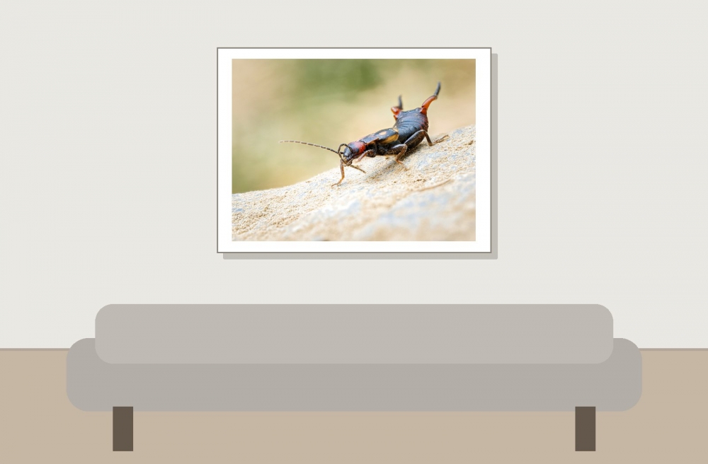 Anechura Bipunctata — 20250812 — 40 × 30 cm