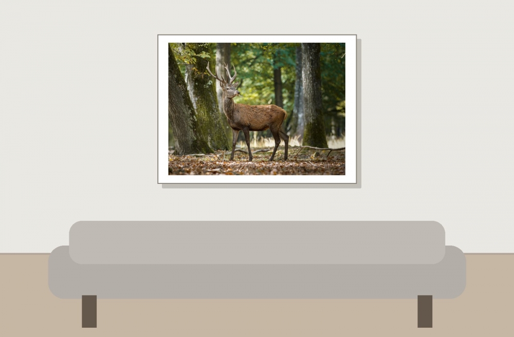 Cervus Elaphus — 20251014 — 40 × 30 cm