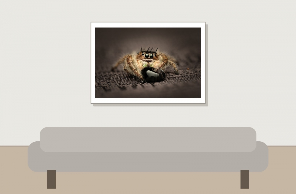 Tronc Turquoise — 20250124,25-MARVIN Phidippus Regius Okeechobee — 70 × 50 cm