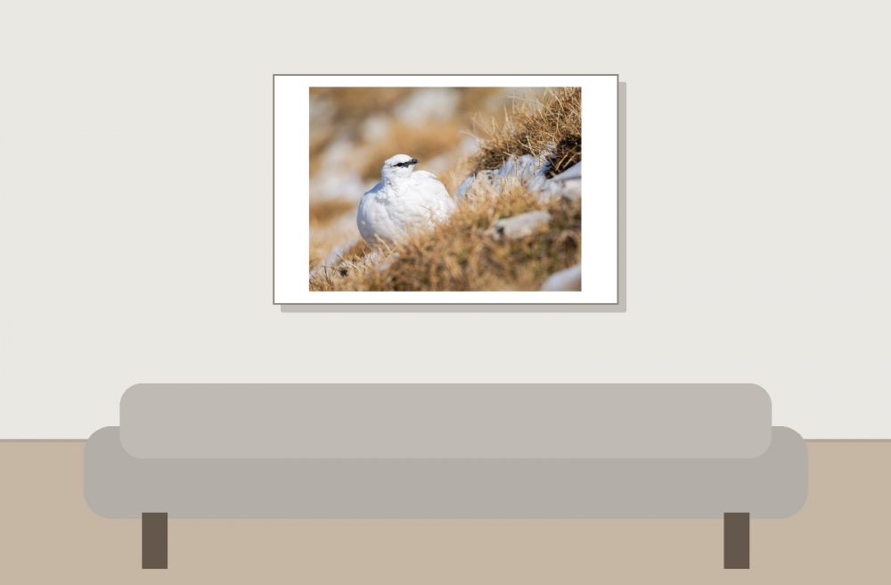 Lagopus Muta 125 — Saint-Agnan-en-Vercors — 60 × 40 cm