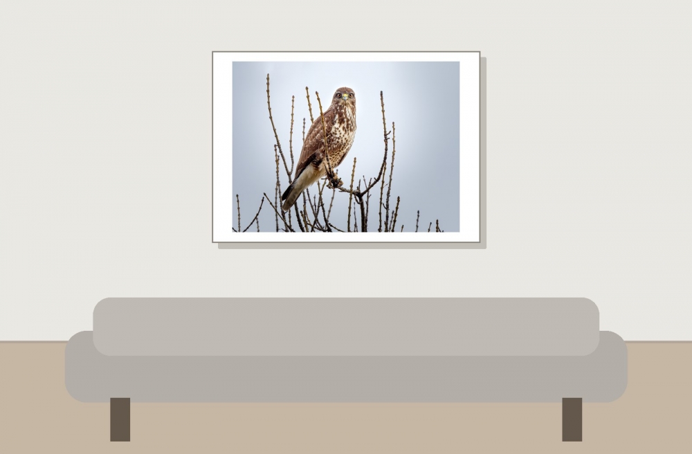 Common Buzzard in 20251204 — 70 × 50 cm