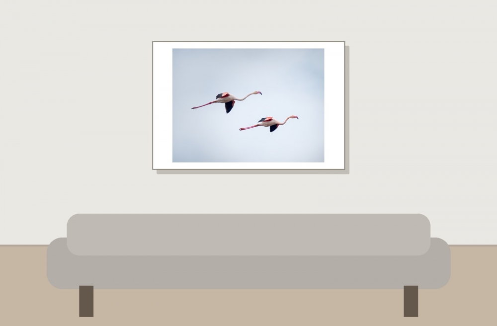 Phoenicopterus Roseus — 20251201 — 60 × 40 cm
