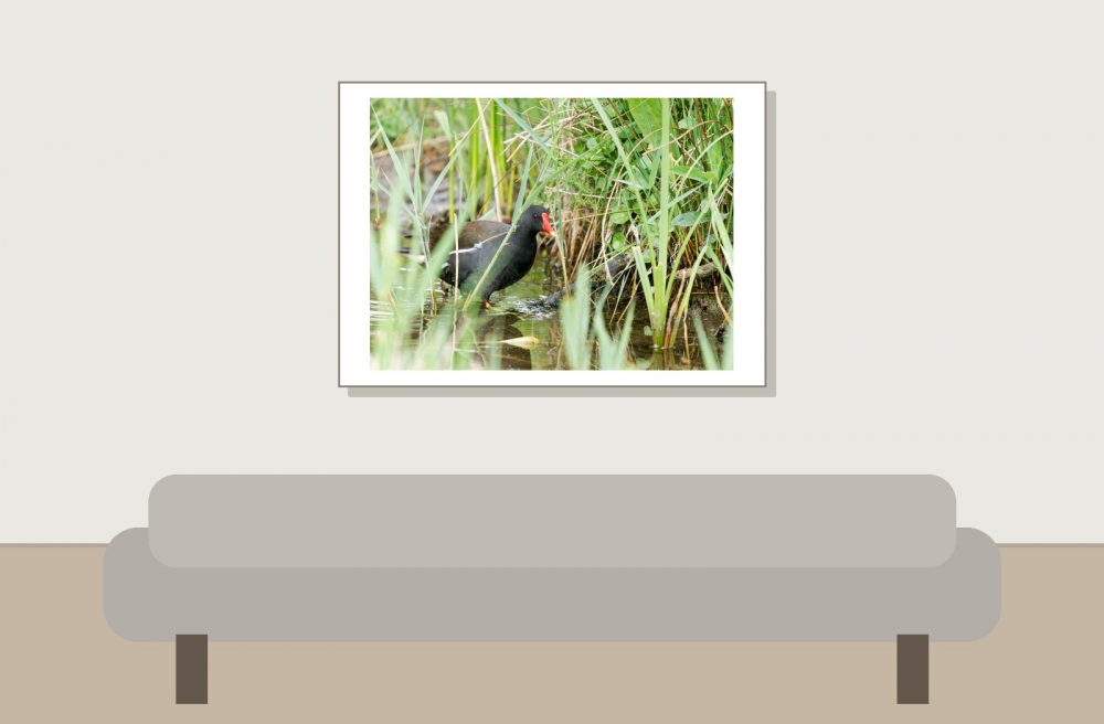 Gallinula Chloropus — 20250518 — 70 × 50 cm