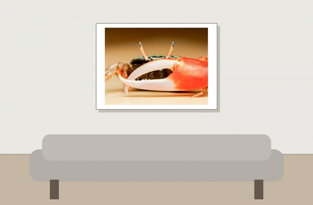 Crabe Violoniste — 20251026 — 70 × 50 cm