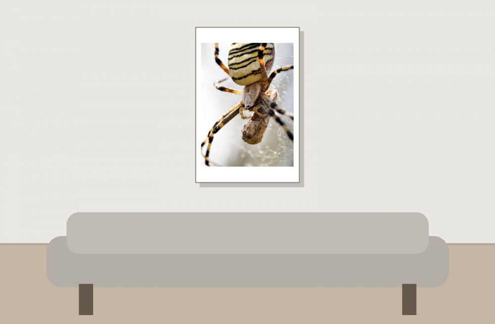 Wasp Spider in Venoy — 40 × 60 cm