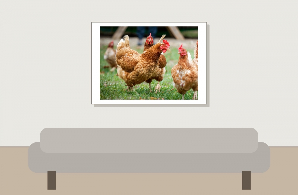 Gallus Gallus F. Domesticus — Les Planches-en-Montagne — 70 × 50 cm