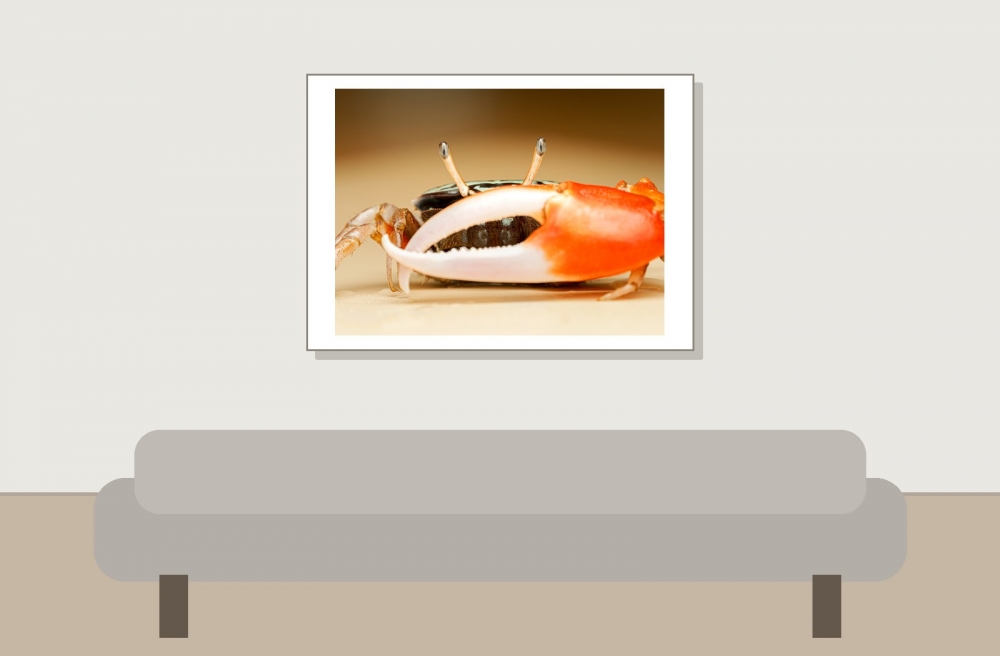Crabe Violoniste — 20251026 — 70 × 50 cm