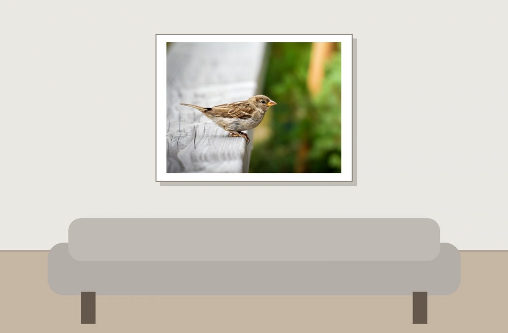 House Sparrow in Tignes — 40 × 30 cm