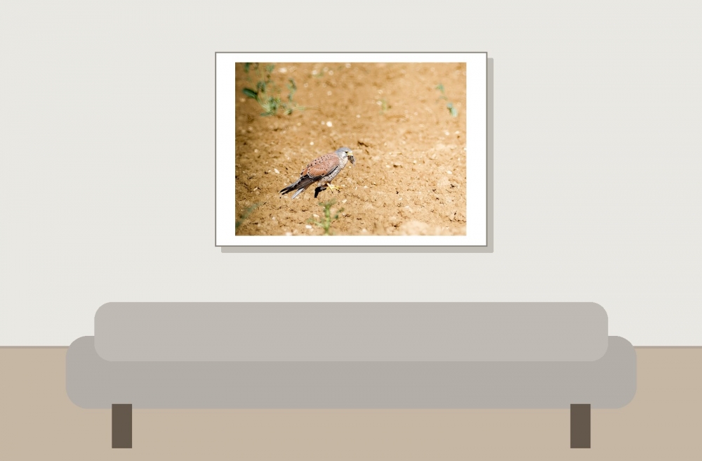 Falco Tinnunculus — Vergigny