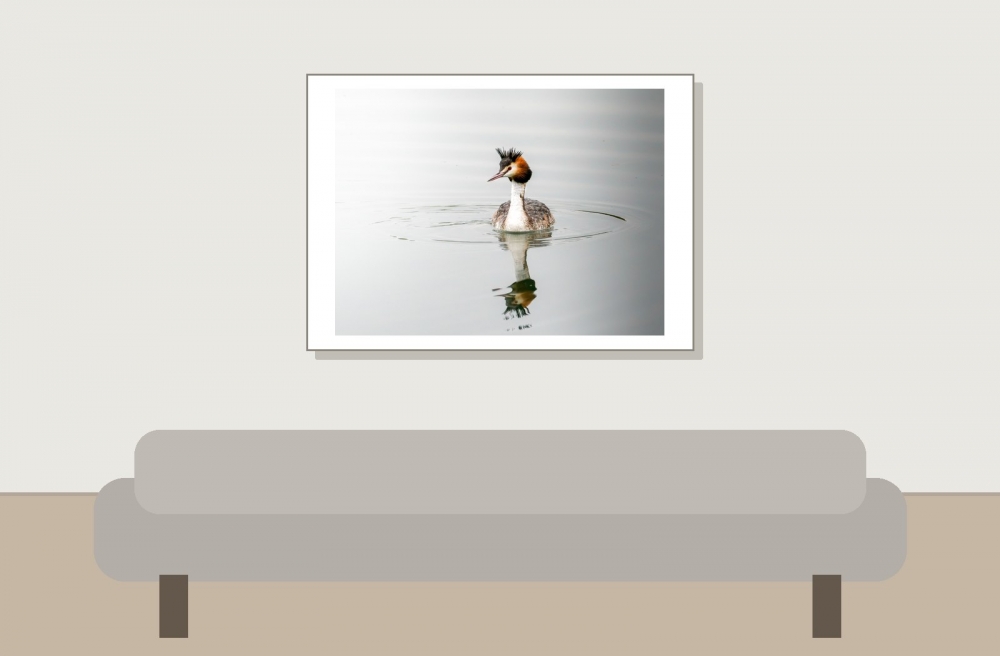 Podiceps Cristatus — Congis-sur-Thérouanne