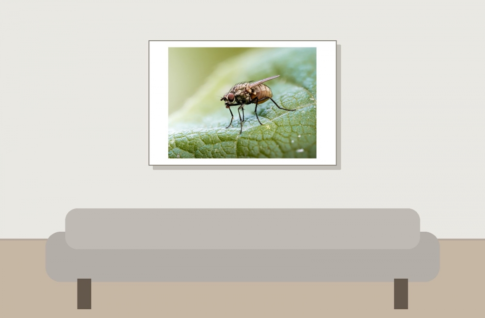 Anthomyiidae Indet — Cheny 