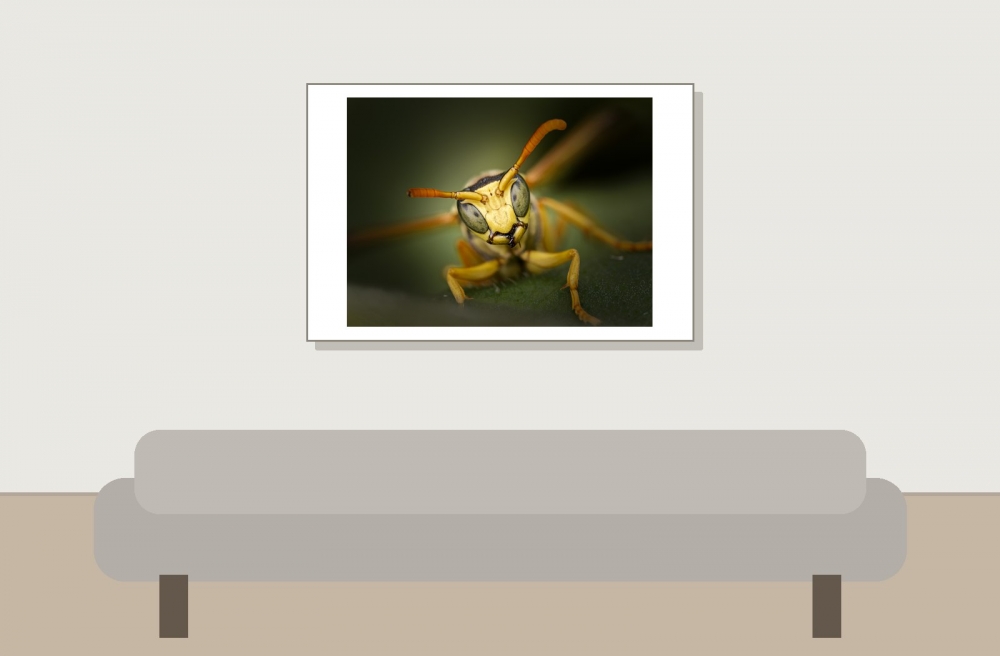 Polistes Dominula — 20250722 — 60 × 40 cm