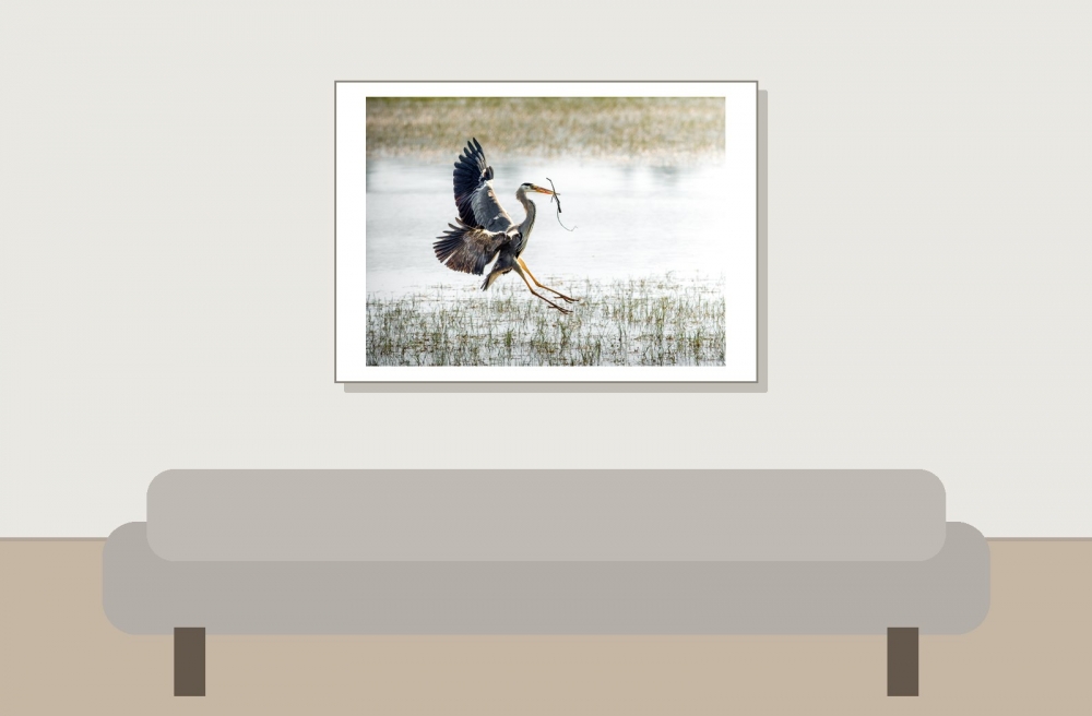 Grey Heron in Rosnay — 70 × 50 cm