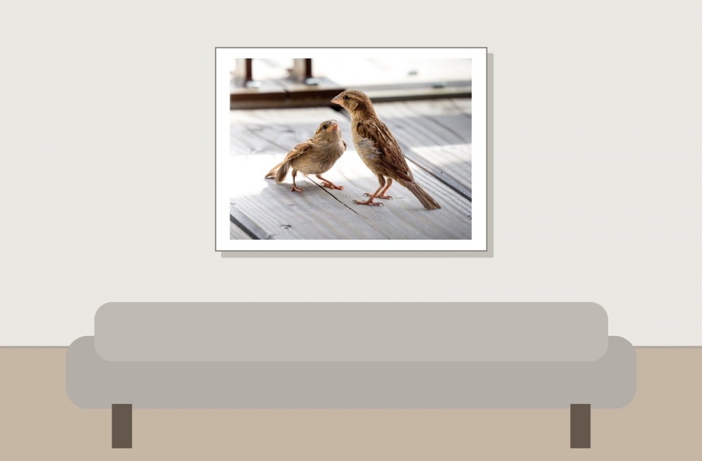House Sparrow in Tignes — 40 × 30 cm