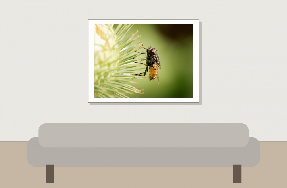 Musca Autumnalis — Cheny — 40 × 30 cm