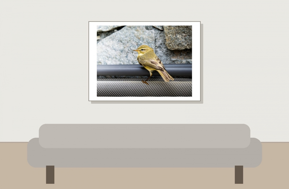Phylloscopus Trochilus — Tignes — 70 × 50 cm