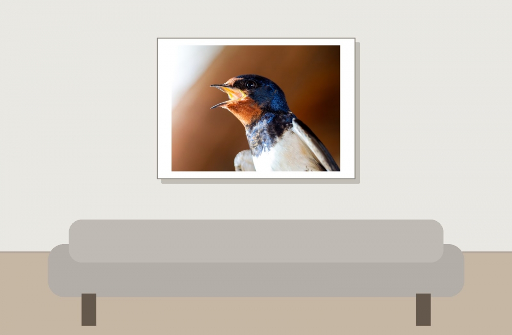 Hirundo Rustica — Rosnay — 70 × 50 cm