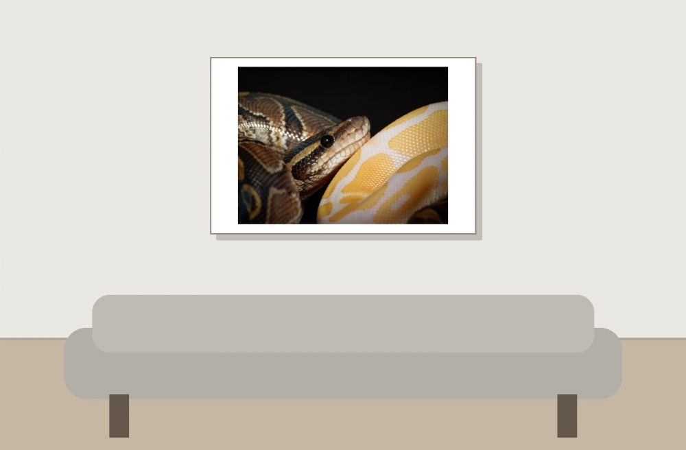 Python Regius — 20251115-2025-11-15 — 60 × 40 cm