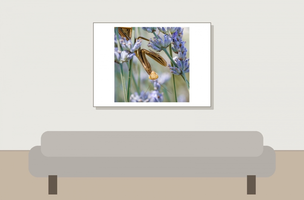 European Praying Mantis in Venoy — 70 × 50 cm