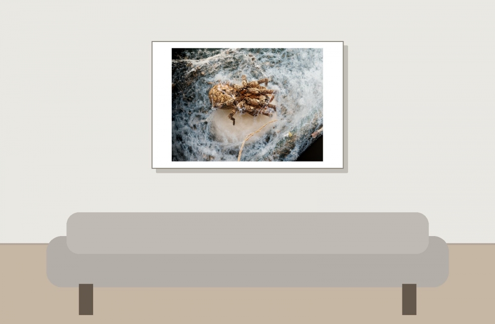Zoropsis Spinimana — Cheny — 60 × 40 cm