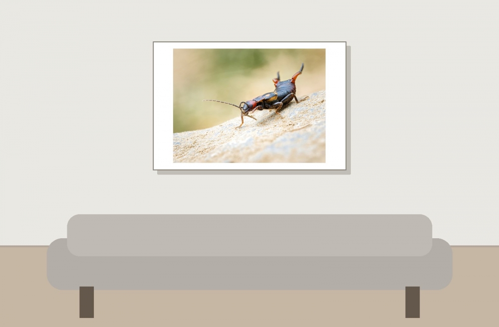 Anechura Bipunctata — 20250812 — 60 × 40 cm