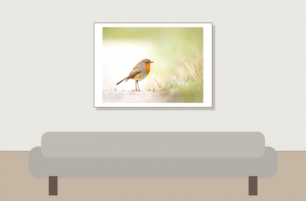 European Robin in 20251201 — 70 × 50 cm
