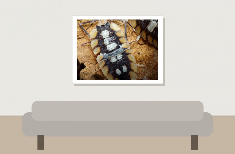 Porcellio Expansus — 40 × 30 cm